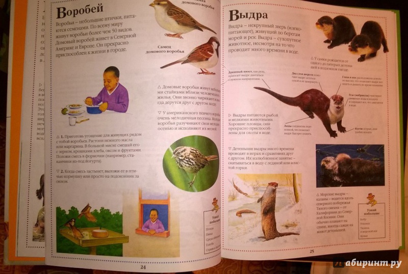 Иллюстрация 11 из 12 для Всё о животных. От А до Я | Лабиринт - книги. Источник: v