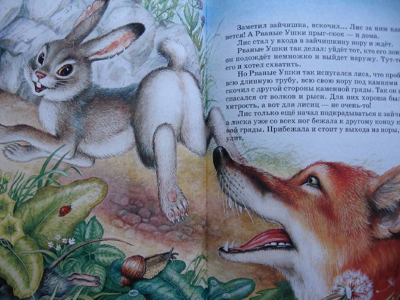 Иллюстрация 71 из 87 для Сказки о родной природе - Бианки, Сладков, Шим | Лабиринт - книги. Источник: Зайчик