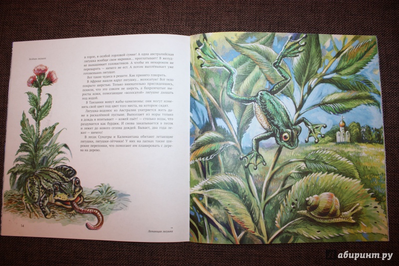 Иллюстрация 15 из 74 для Земноводные - Николай Сладков | Лабиринт - книги. Источник: Bradbury
