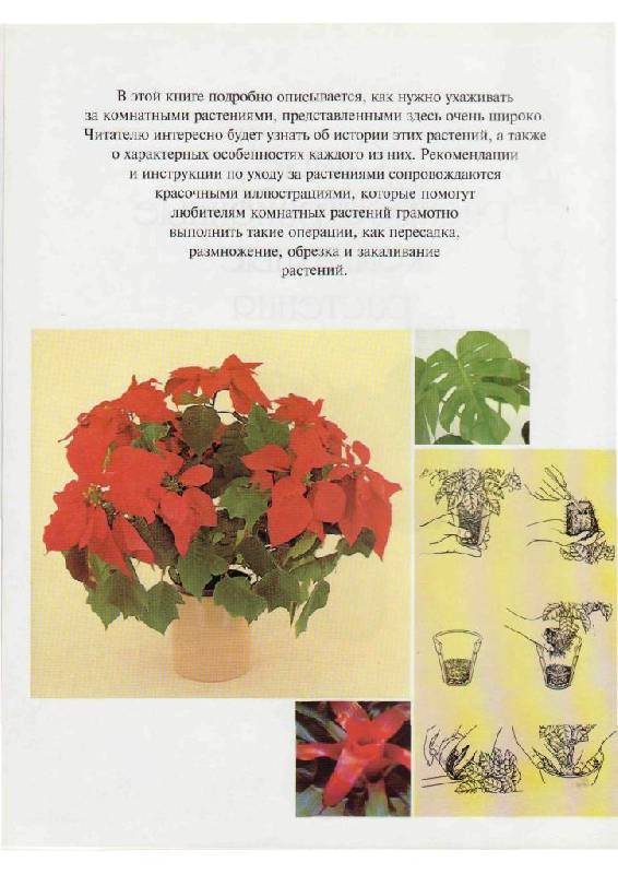 Иллюстрация 1 из 23 для Самые распространенные комнатные растения - Дэвид Лонгман | Лабиринт - книги. Источник: Юта