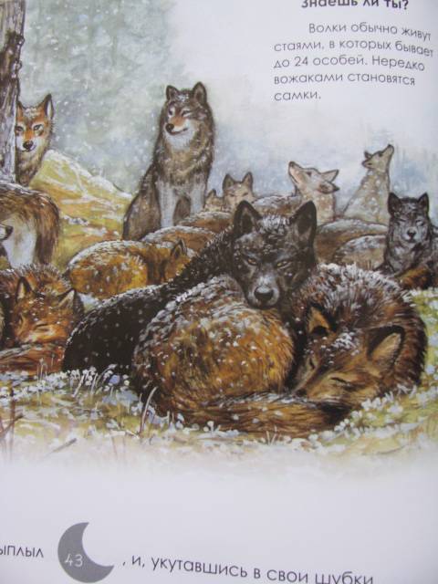 Иллюстрация 18 из 21 для Я учусь читать с наклейками. Волчонок Задира | Лабиринт - книги. Источник: Nemertona