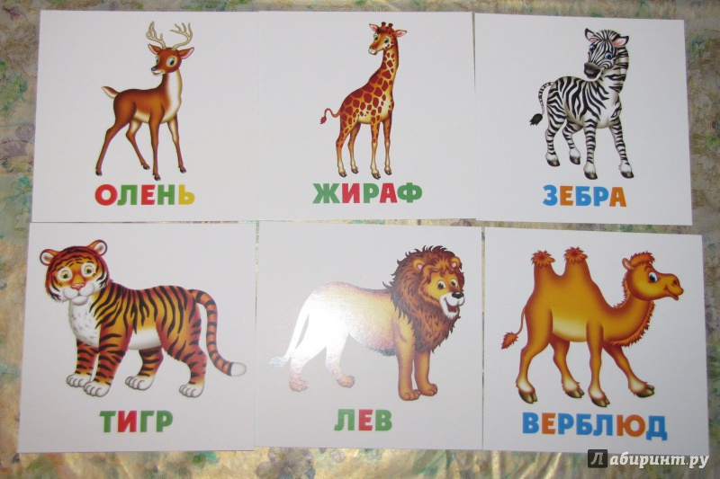 Иллюстрация 4 из 13 для Развивающие карточки Дикие животные (12шт) (37273-50) | Лабиринт - книги. Источник: V  Marisha