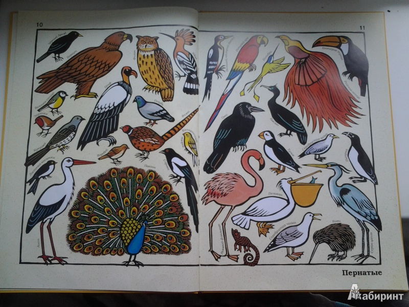 Иллюстрация 5 из 11 для Такие разные животные - Жоэль Жоливе | Лабиринт - книги. Источник: Петрикина  Анастасия