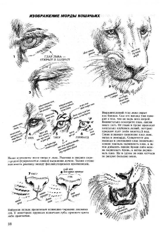 Иллюстрация 22 из 41 для Как рисовать животных - Джек Хамм | Лабиринт - книги. Источник: Юта