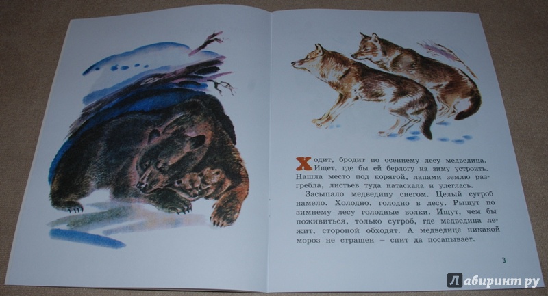 Иллюстрация 4 из 44 для Как медведь в лесу живёт - Вера Чаплина | Лабиринт - книги. Источник: Книжный кот
