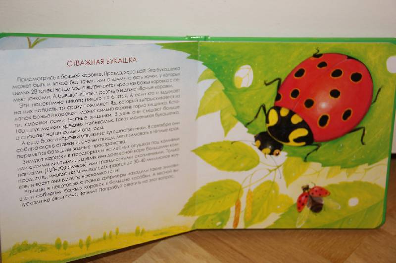 Иллюстрация 7 из 11 для Какие бывают насекомые - Юлия Шенгелая | Лабиринт - книги. Источник: Vilvarin  Laurea