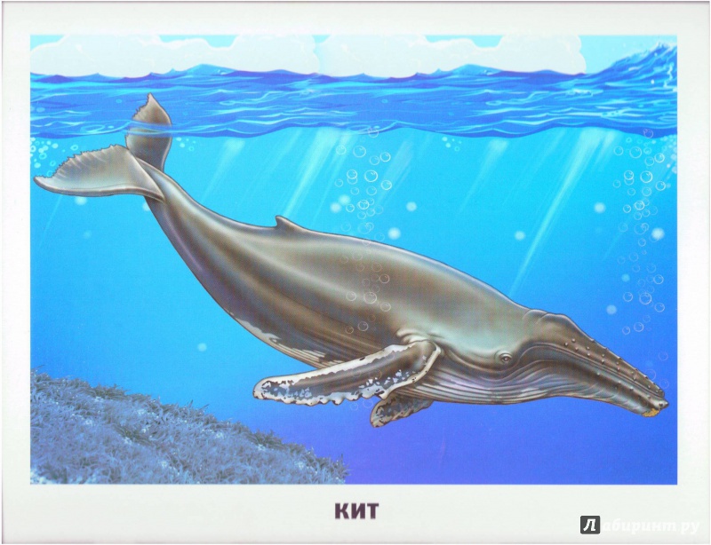 Иллюстрация 14 из 32 для Обитатели морей и океанов | Лабиринт - игрушки. Источник: Халтурина  Оксана