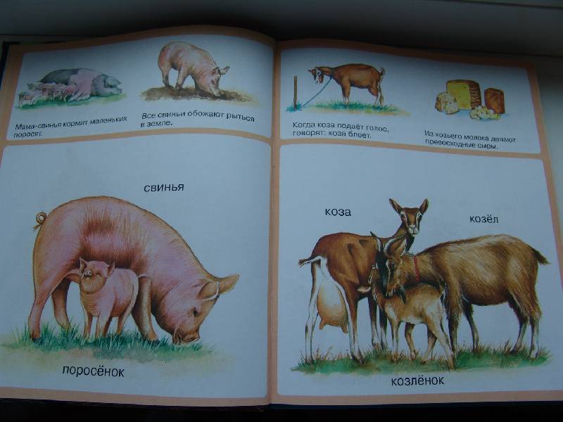 Иллюстрация 24 из 35 для Животные - Мари-Рене Пимон | Лабиринт - книги. Источник: Лаванда