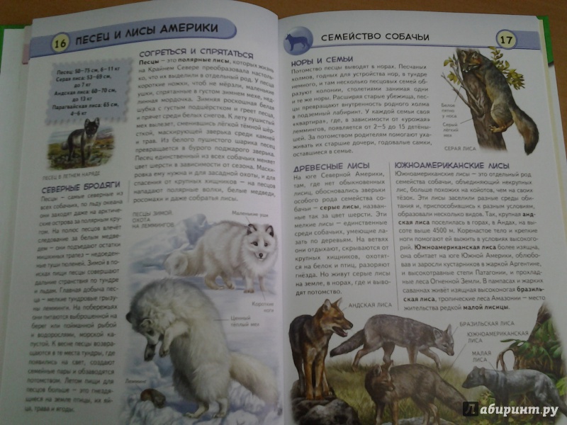 Иллюстрация 20 из 29 для Хищные животные. Опасные, дикие, домашние - Юлия  Школьник | Лабиринт - книги. Источник:
