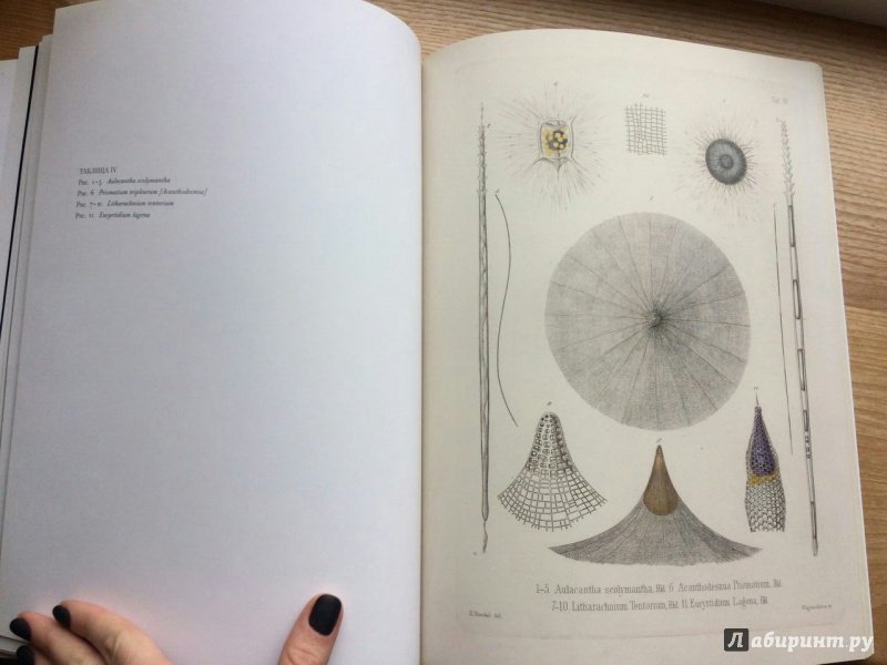 Иллюстрация 15 из 15 для Красота форм в морских глубинах - Эрнест Геккель | Лабиринт - книги. Источник: lo