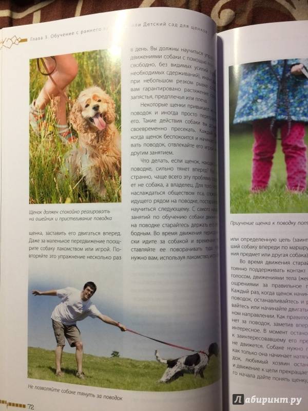 Иллюстрация 13 из 30 для Дрессировка и воспитание собаки - Андрей Шкляев | Лабиринт - книги. Источник: К  Татьяна