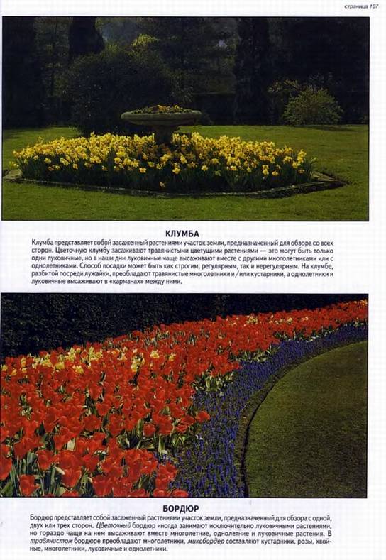 Иллюстрация 12 из 32 для Все о луковичных растениях - Дэвид Хессайон | Лабиринт - книги. Источник: Panterra