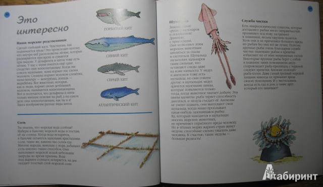 Иллюстрация 15 из 32 для Море - Нуриа Рока | Лабиринт - книги. Источник: kolobus
