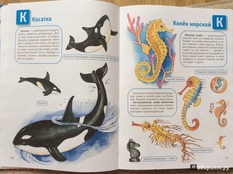 Иллюстрация 15 из 30 для Океаны и моря | Лабиринт - книги. Источник: Умная Дуня