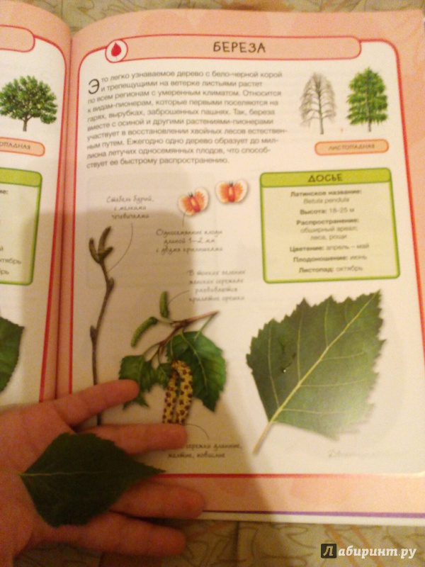 Иллюстрация 14 из 23 для Деревья - Бедуайер Камилла де ла | Лабиринт - книги. Источник: Шаталова  Юлия