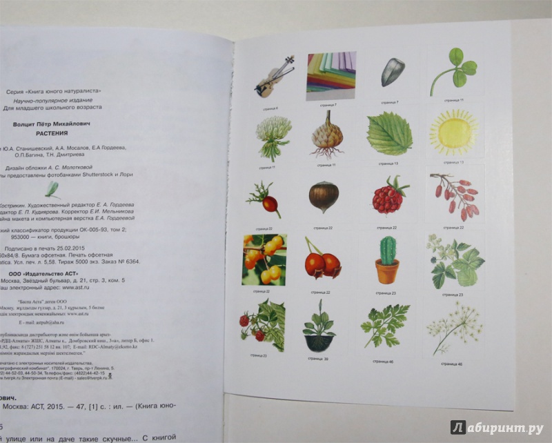 Иллюстрация 14 из 20 для Растения - Петр Волцит | Лабиринт - книги. Источник: Лукина  Мария