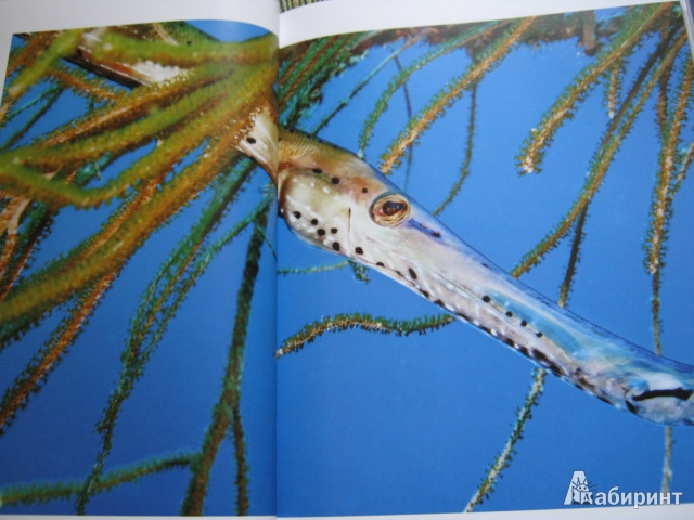 Иллюстрация 34 из 40 для Душа океана - Брайан Скерри | Лабиринт - книги. Источник: Евгения39