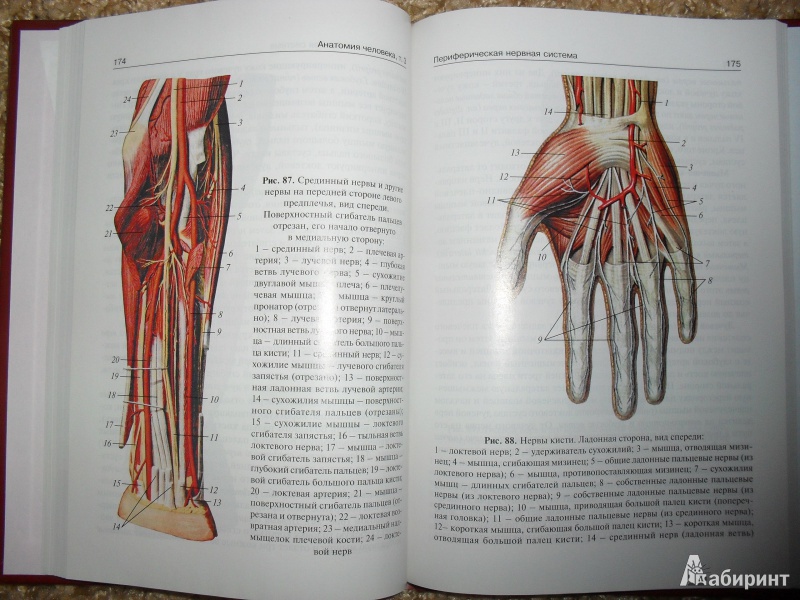 Иллюстрация 2 из 22 для Анатомия человека: учебник в 3-х томах. Том 3 - Сапин, Билич | Лабиринт - книги. Источник: ВраЧиталла