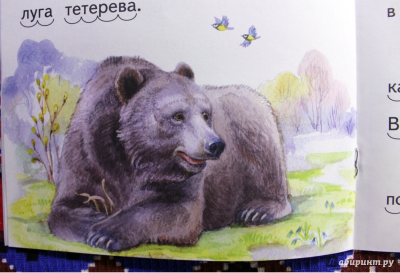 Иллюстрация 7 из 15 для Заяц, Косач, Медведь и Весна - Виталий Бианки | Лабиринт - книги. Источник: . NastasiaBu