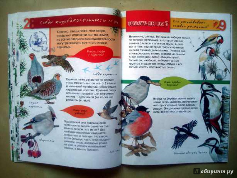 Иллюстрация 21 из 32 для Птицы - Петр Волцит | Лабиринт - книги. Источник: Актриса Весна