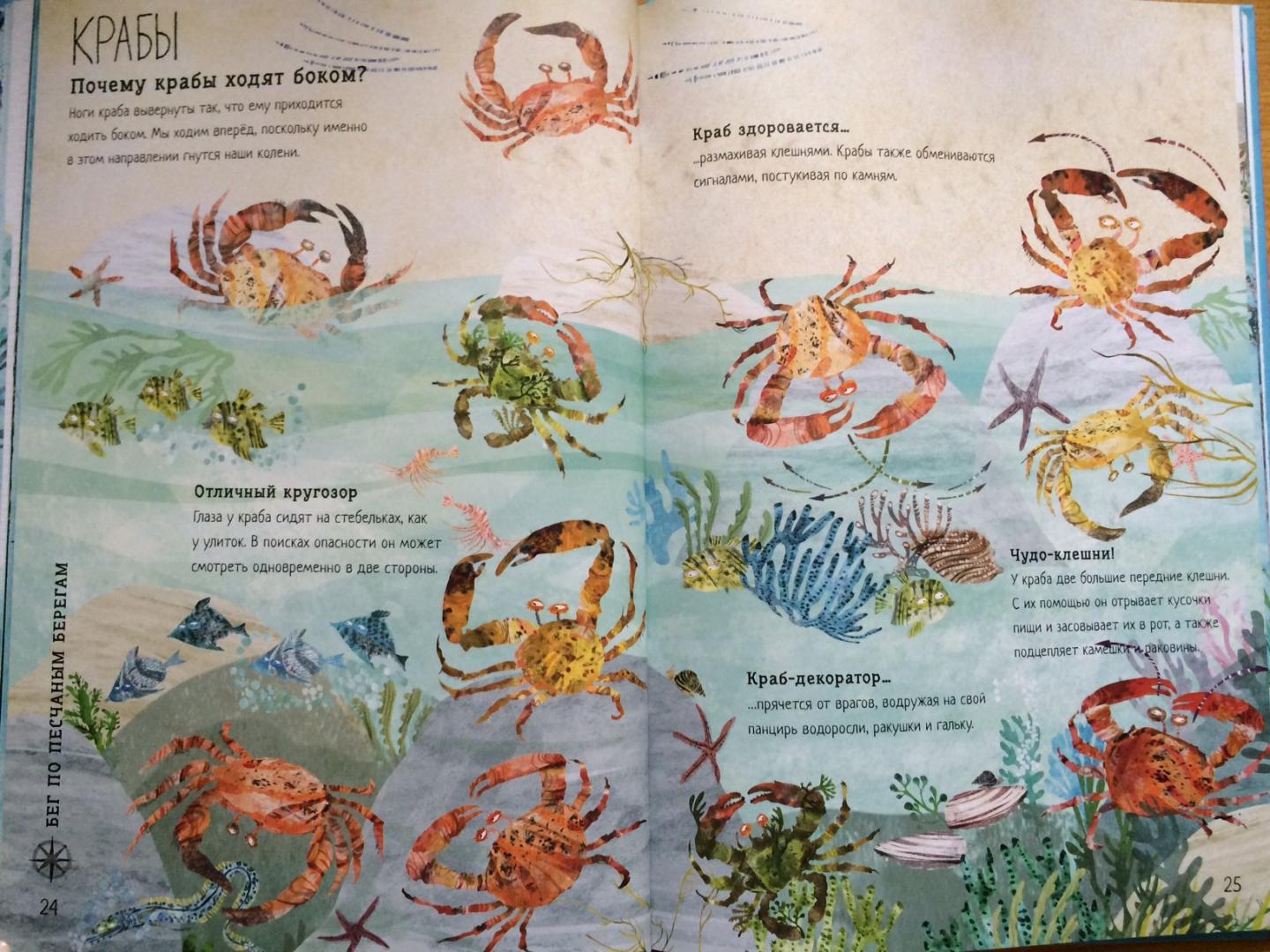 Иллюстрация 11 из 25 для Большая книга моря - Юваль Зоммер | Лабиринт - книги. Источник: Соловьева  Анна