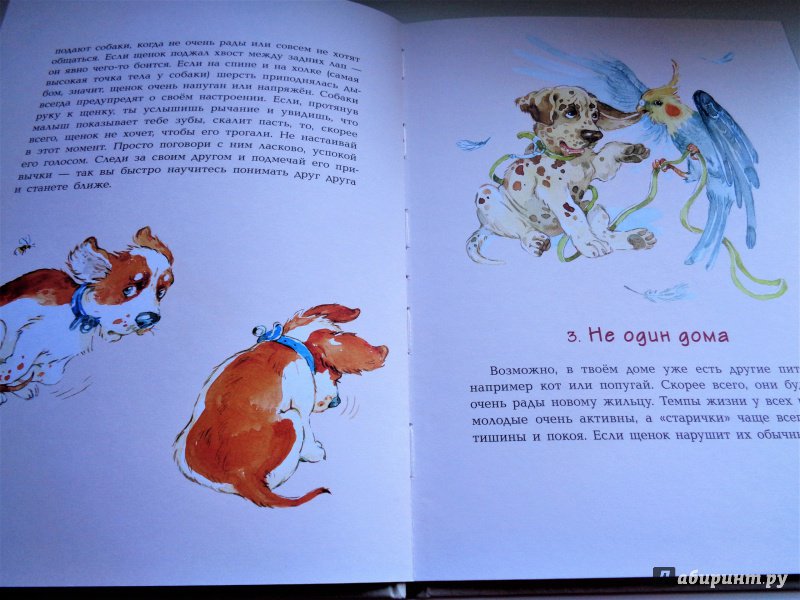 Иллюстрация 11 из 24 для У меня появился щенок - Анна Доброчасова | Лабиринт - книги. Источник: Лабиринт