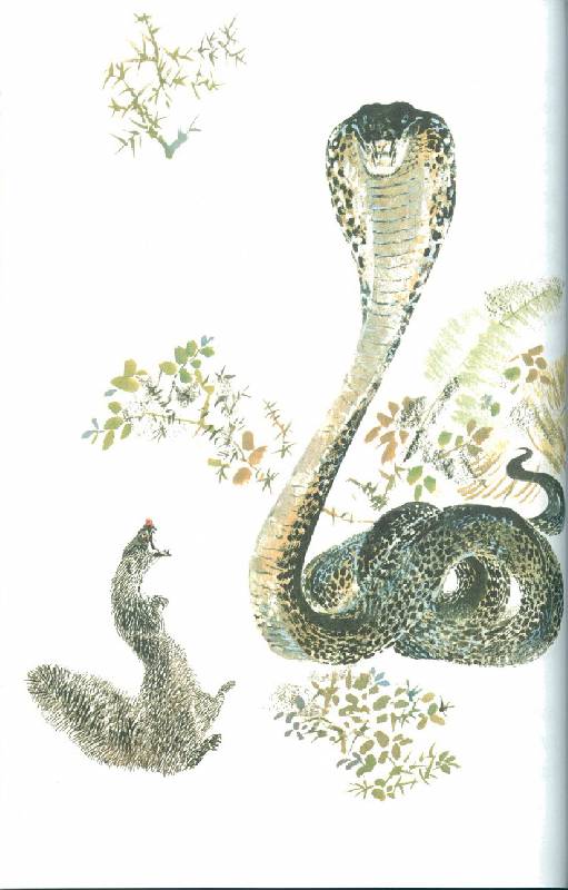 Иллюстрация 3 из 15 для Рикки-Тикки-Тави - Редьярд Киплинг | Лабиринт - книги. Источник: bel-k