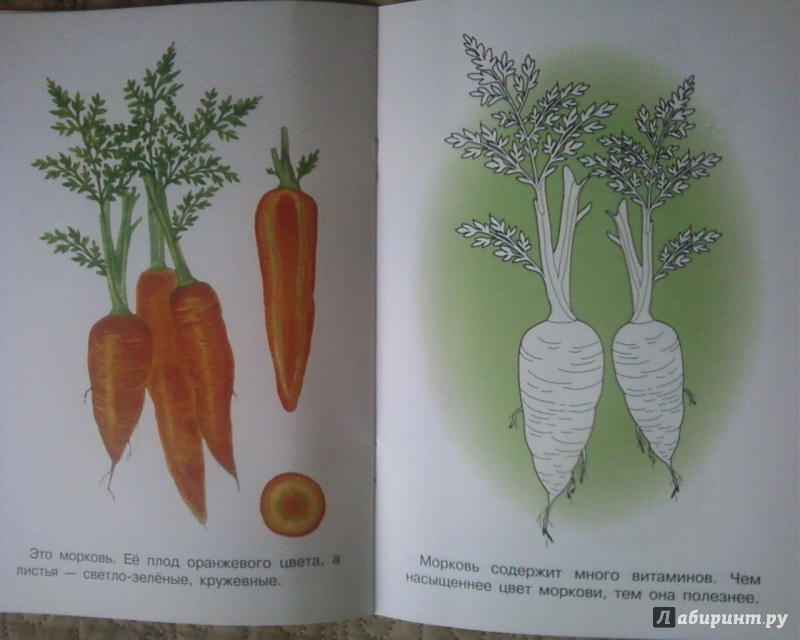 Иллюстрация 6 из 19 для Раскраска "Овощи" | Лабиринт - книги. Источник: Родионова  Надежда