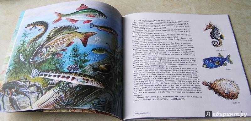 Прочитайте рыбе вода. Современная иллюстрация в книге рыбы. Рыбы из книжек простые. Художественные книги о рыбах.