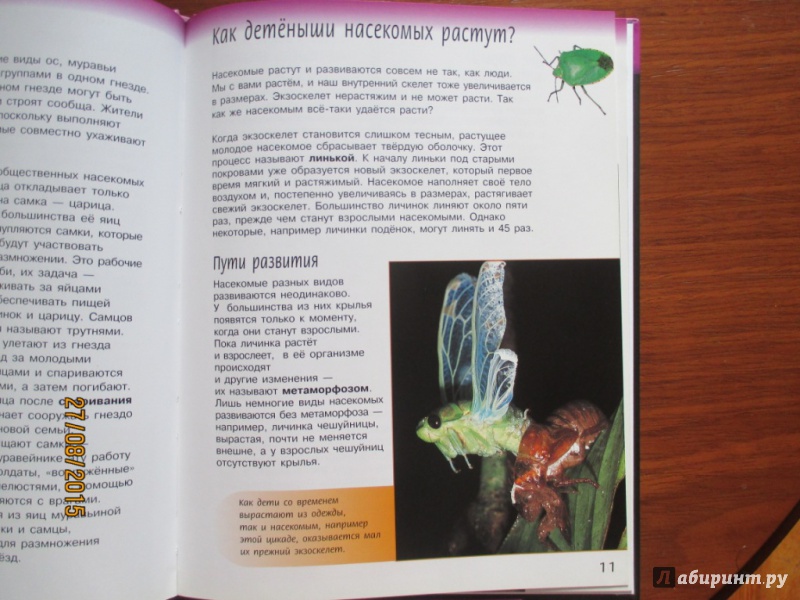 Иллюстрация 25 из 27 для Жизненный цикл насекомых - Спилсбери, Спилсбери | Лабиринт - книги. Источник: Марина Епифанцева