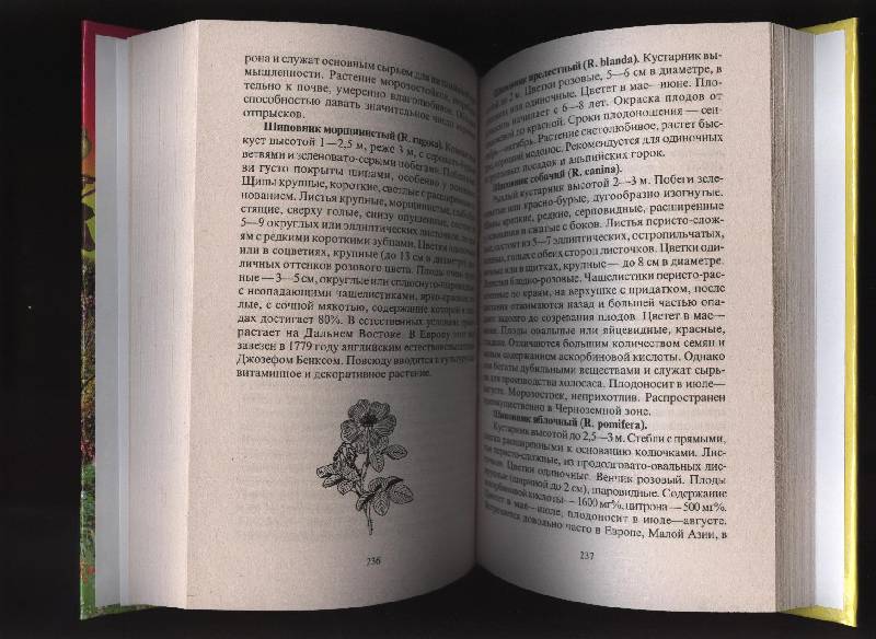 Иллюстрация 35 из 45 для Современный сад - Майя Александрова | Лабиринт - книги. Источник: Романтик-Негодяй