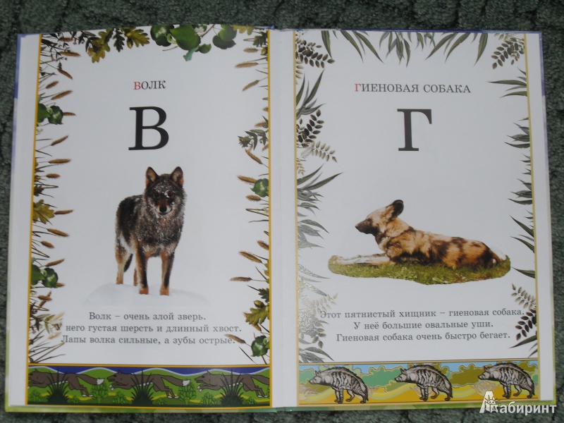 Иллюстрация 6 из 34 для Иллюстрированная азбука животного мира | Лабиринт - книги. Источник: zhukova_vika