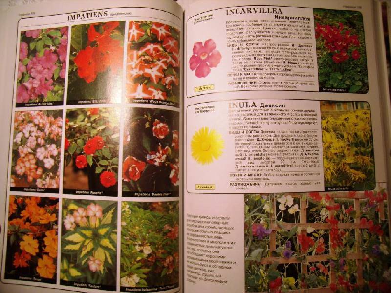 Иллюстрация 13 из 22 для Все о цветах в вашем саду - Дэвид Хессайон | Лабиринт - книги. Источник: Алёнка