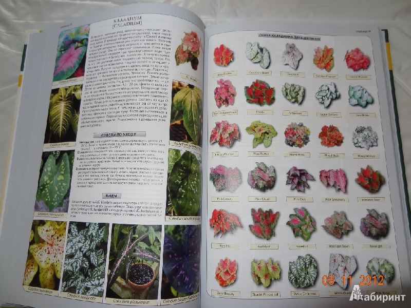 Иллюстрация 9 из 9 для Все о комнатных растениях - Неер Ян Ван дер | Лабиринт - книги. Источник: Marti2007