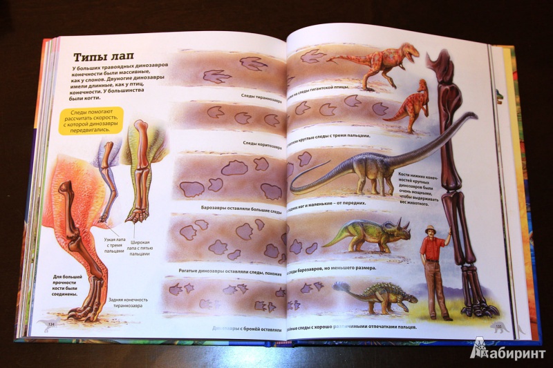 Иллюстрация 28 из 28 для Детская энциклопедия динозавров - Франциско Арредондо | Лабиринт - книги. Источник: St  Алла