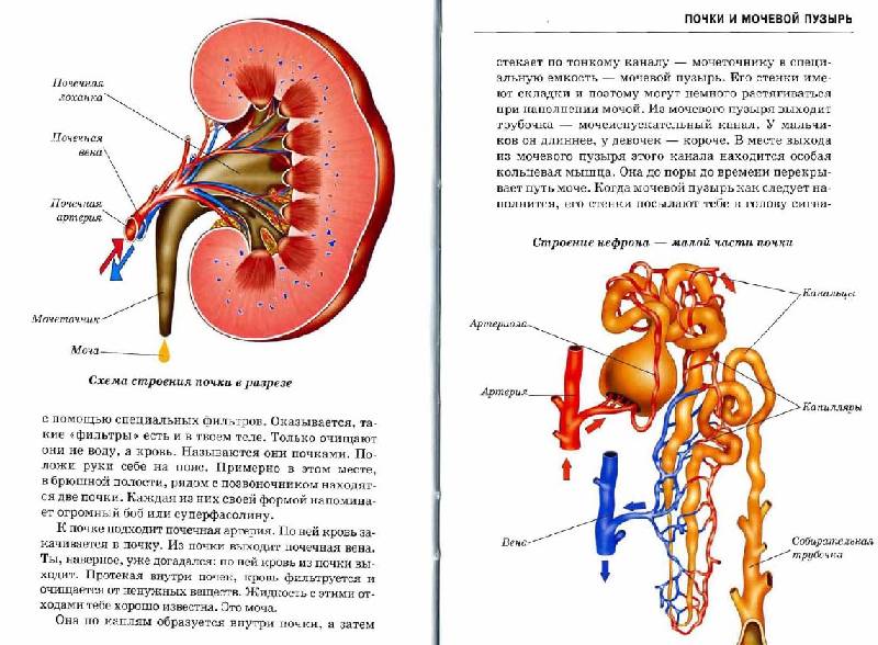 Иллюстрация 31 из 47 для Анатомия человека - Сергей Афонькин | Лабиринт - книги. Источник: Dana-ja