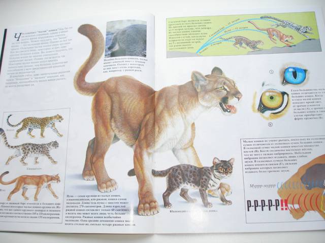 Иллюстрация 94 из 96 для Мир животных (17 книг в боксе) | Лабиринт - книги. Источник: Осьминожка