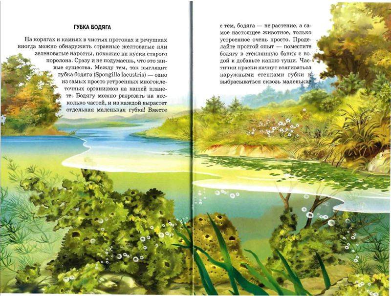 Иллюстрация 18 из 49 для Жизнь в пресной воде - Сергей Афонькин | Лабиринт - книги. Источник: Юта
