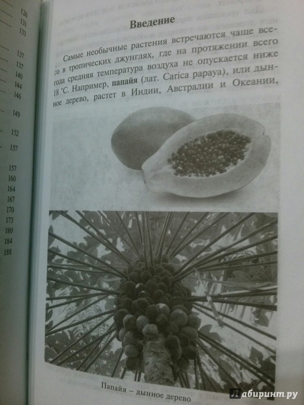 Иллюстрация 15 из 26 для Самые необычные растения - Оксана Ларина | Лабиринт - книги. Источник: Лабиринт