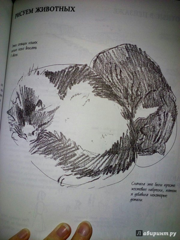 Иллюстрация 48 из 49 для Наброски и рисунок - Кэти Джонсон | Лабиринт - книги. Источник: Лабиринт
