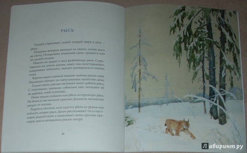 Иллюстрация 50 из 64 для Зима в лесу - Иван Соколов-Микитов | Лабиринт - книги. Источник: Книжный кот