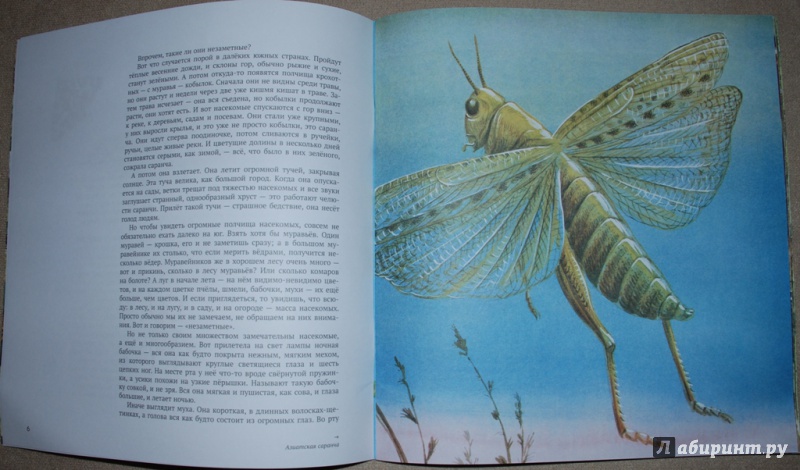 Иллюстрация 9 из 18 для Энтомология в картинках - Виталий Танасийчук | Лабиринт - книги. Источник: Книжный кот
