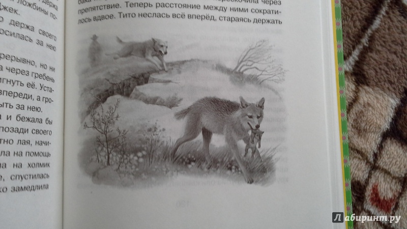 Рассказ сетона томпсона читать. Сетон-Томпсон рассказы о животных иллюстрации. По следам оленя Сетон-Томпсон. Книги Сетона Томпсона рассказы о животных.