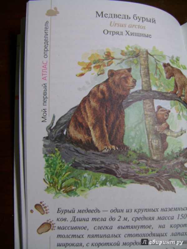 Иллюстрация 10 из 28 для Атлас. Животные леса (3582) - Бровкина, Сивоглазов | Лабиринт - книги. Источник: anchutka