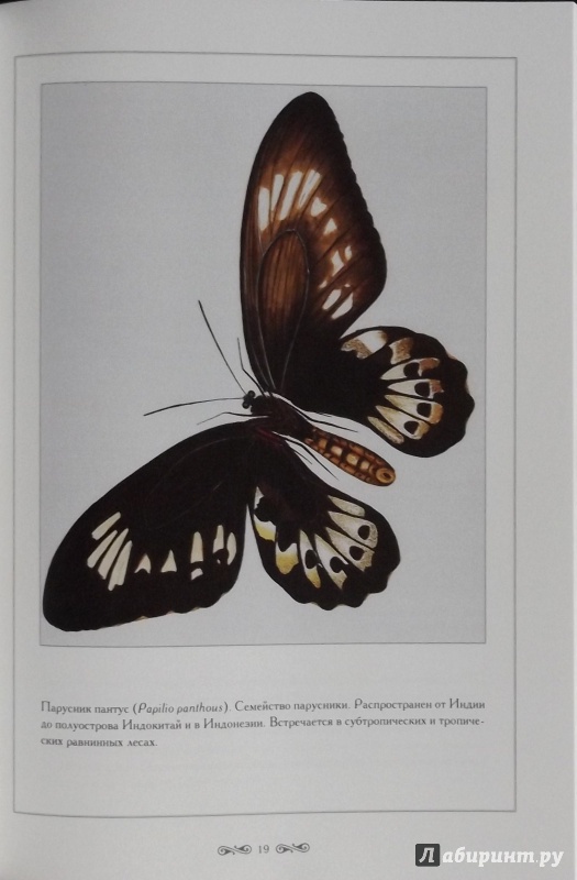 Иллюстрация 9 из 18 для Экзотические бабочки - С. Иванов | Лабиринт - книги. Источник: Комаров Владимир
