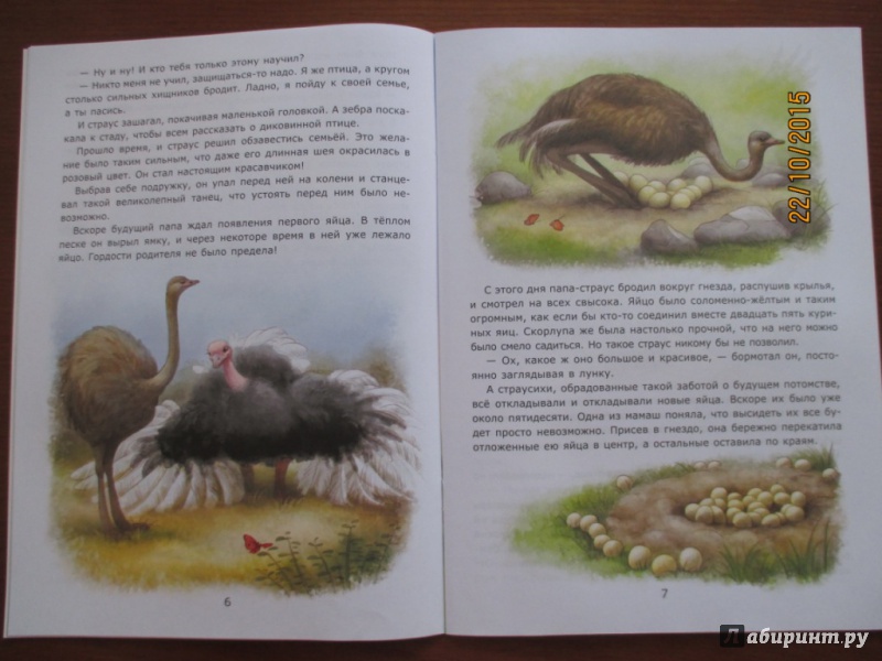 Иллюстрация 18 из 31 для Заботы страуса - Лариса Тарасенко | Лабиринт - книги. Источник: Марина Епифанцева