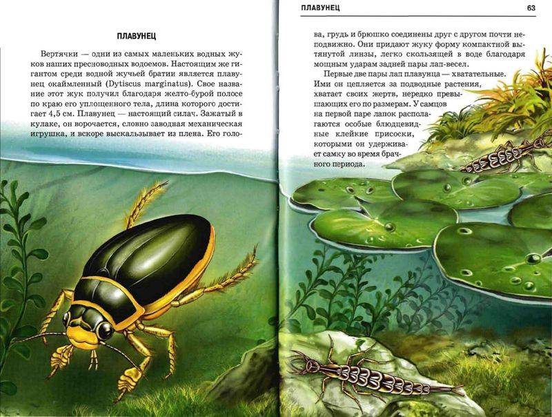 Иллюстрация 26 из 49 для Жизнь в пресной воде - Сергей Афонькин | Лабиринт - книги. Источник: Юта