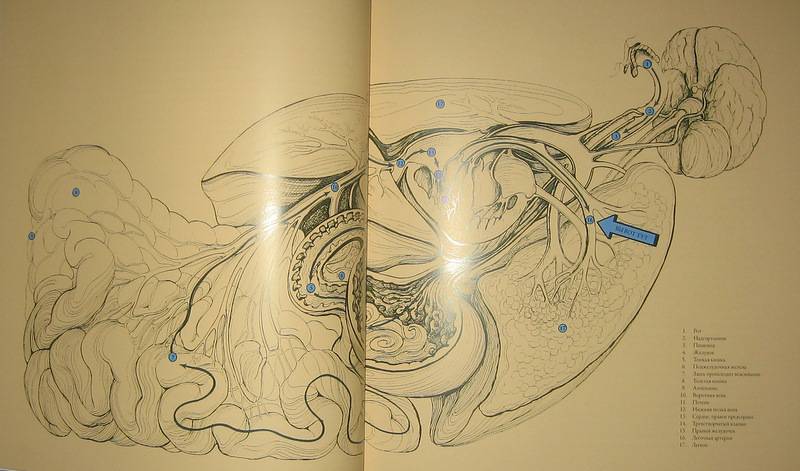 Иллюстрация 46 из 60 для Тайны анатомии - Кэрол Доннер | Лабиринт - книги. Источник: Трухина Ирина