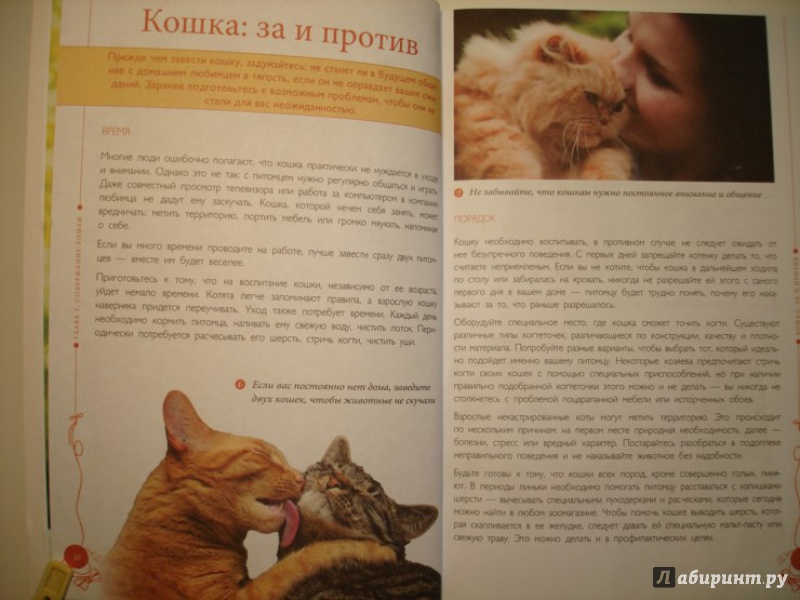 Иллюстрация 4 из 18 для Все о кошках - Светлана Дудникова | Лабиринт - книги. Источник: Сорокина  Лариса