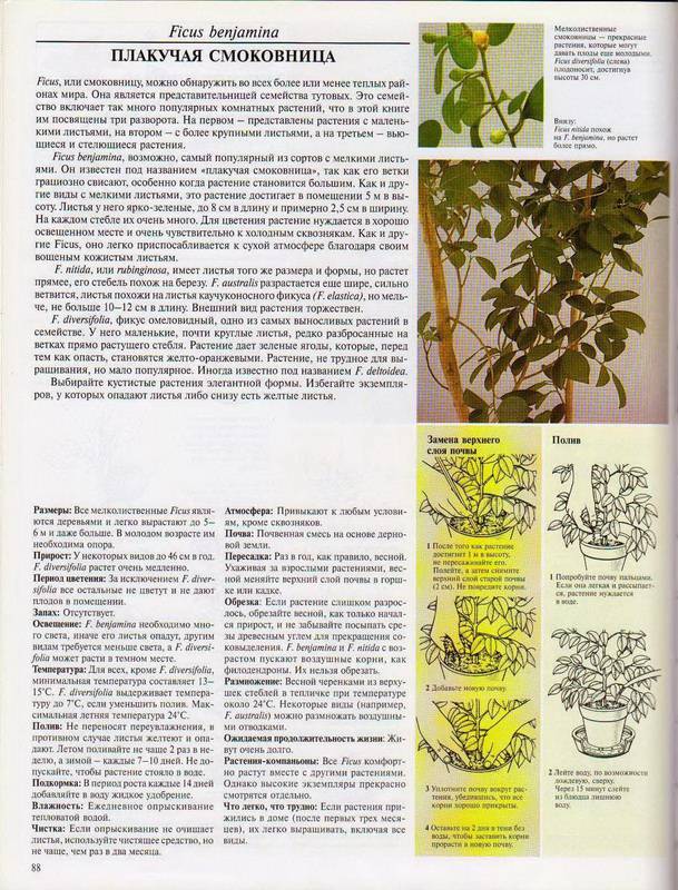 Иллюстрация 16 из 23 для Самые распространенные комнатные растения - Дэвид Лонгман | Лабиринт - книги. Источник: Ялина